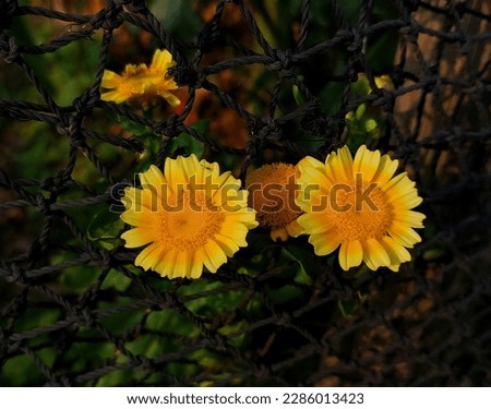 Similar – Image, Stock Photo Crysanthemum purple yellow