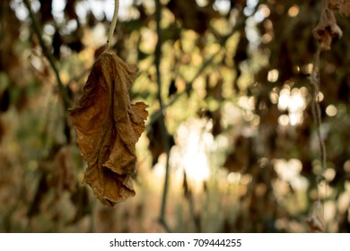 yellow cucumber leaf