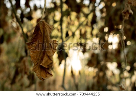 yellow cucumber leaf