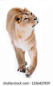 Yellow Curious Slim Lioness Woman Looks Up, Look Predator-with Appetite. Isolated On White Background.