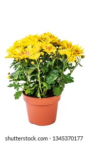 Yellow Curly Chrysanthemum Flower Potted On White Background