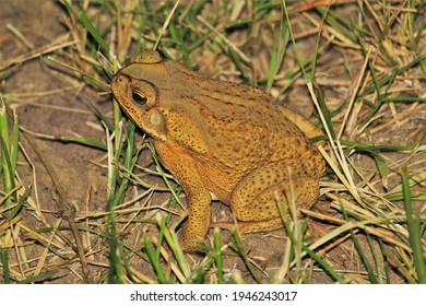 Yellow Cururu Toad (Anura, Bufonidae, Rhinella Icterica) In A Grassland