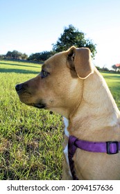 Yellow Cute Black Mouth Cur