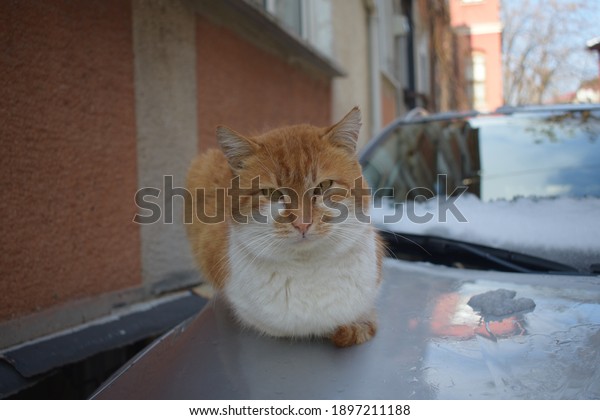 Yellow cute cat on the\
car