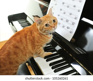 A Yellow Cute Cat Playing The Piano