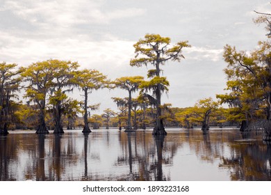 Yellow Cypress Tree In A Swampy Bayou On Caddo Lake.