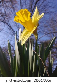 yellow daffodil with blurred tree background and blue sky