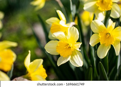 Yellow daffodil flower in early spring.