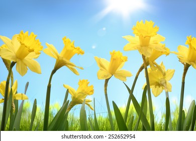 Yellow Daffodil Flower In The Field