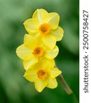 Yellow daffodil flower on a green background closeup. The dwarf variety narcissus martinette. Floral background.