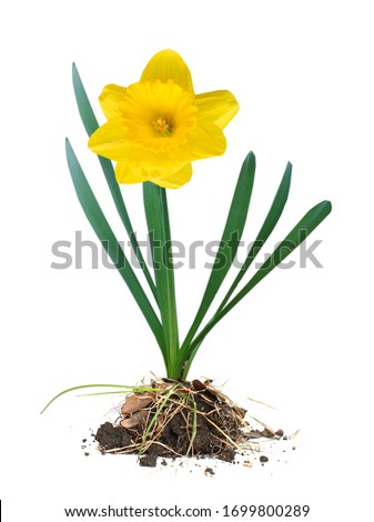 yellow daffodil flower plant isolated white