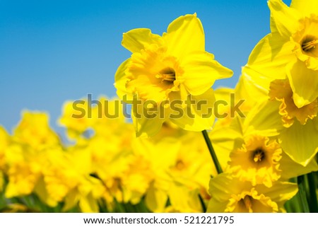 yellow daffodil flowers blooming in the spring