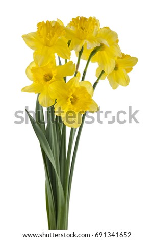 Yellow daffodil flowers isolated on white background