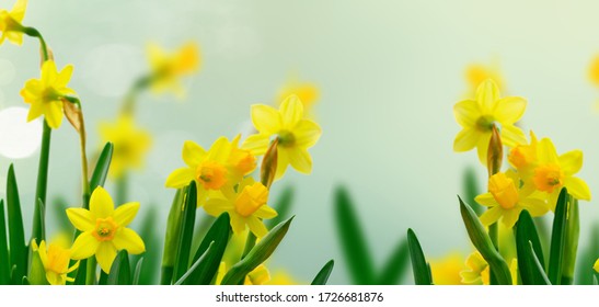 すいせん Hd Stock Images Shutterstock