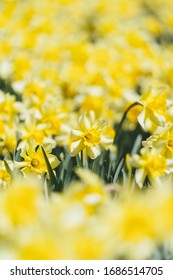 Yellow daffodil flowers in spring