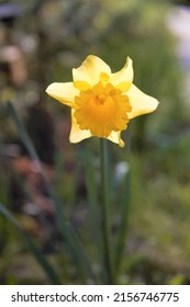 Yellow Daffodil Macro Shot In Garden