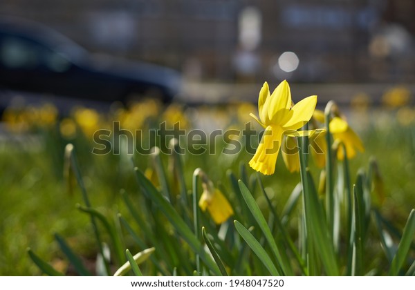 Yellow daffodil (Osterglocke). Flower in the\
city, a black car drives by. Side\
view.