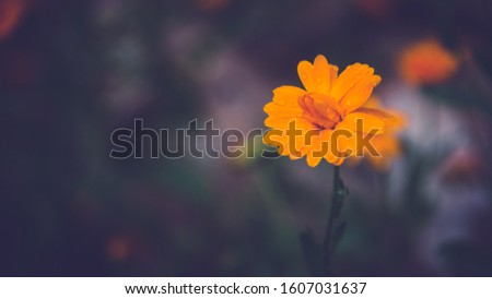 Yellow daffodil in the woods in front of a blurry backgrund with waterdrops on the flowerpetals