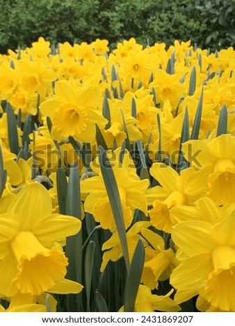 Yellow Daffodile field in netherlands