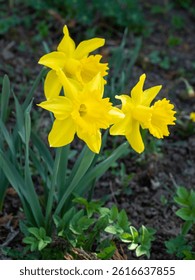 Yellow daffodils blooming in sunlight. generated by ai
