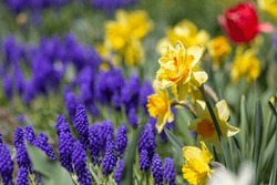 Yellow Daffodils And Blue Grape Hyacinths In Spring. Floral Background. Selective Focus. Narcissus, Jonquil, Muscari. Garden Flowers. Spring Flower Bed.