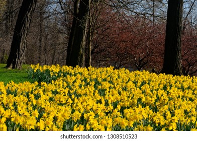 Yellow Daffodils In Early Spring At Brocks Monument Historic Site Queenston Niagara Falls Canada