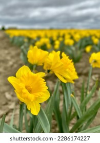 The yellow daffodils in the farm, scientifically known as Narcissus pseudonarcissus, stand tall in a lush green landscape, their delicate petals glowing brightly in the warm sun. A symbol of renewal. - Shutterstock ID 2286174227