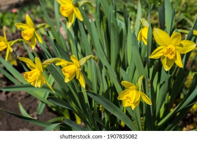 Yellow daffodils. flower blooms in spring in the garden. Yellow flowers at field close up, flower background photography.