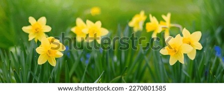 Yellow daffodils flowers growth in garden, closeup. Panoramic Nature Spring Floral Background with narcissus flowers. Beautiful Wide Angle natural springtime Wallpaper