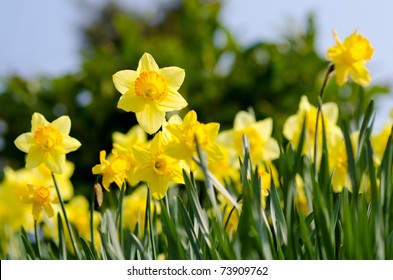 Yellow Daffodils  In The Garden