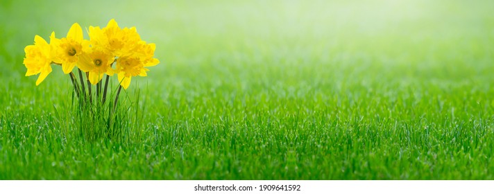 yellow daffodils in green easter meadow, beautiful spring flowers background for happy easter concept