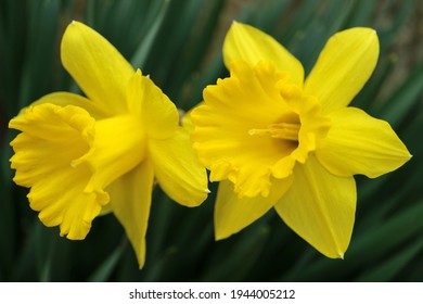 Yellow Daffodils with green leaves , Daffodils in the garden, yellow  spring flowers macro,  yellow narcissus , beauty in nature , floral photo, macro photography
