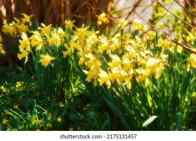 Yellow Daffodils Growing In A Botanical Garden On A Sunny Day Outside. Scenic Landscape Beautiful Flowers With Bright Petals Blossoming In Nature. Spring Plant Representing Rebirth And New Beginnings