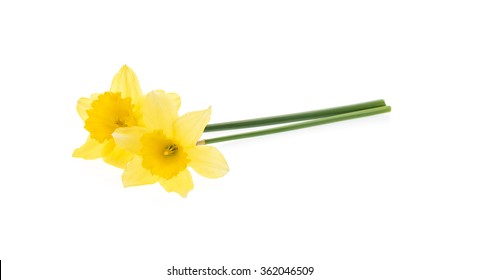 Yellow Daffodils Isolated On White.