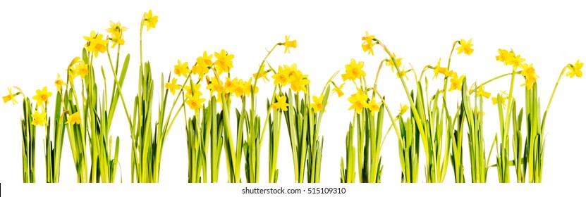 Yellow Daffodils Isolated On White Background