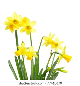 Yellow Daffodils Isolated On White