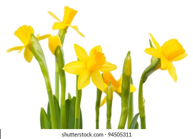 Yellow Daffodils Isolated On White Background Stock Photo 94505311 ...