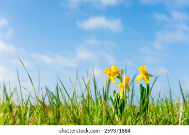 Yellow Daffodils On A Field At Easter