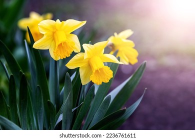Yellow daffodils on a flower bed in spring in sunny weather - Shutterstock ID 2236761611