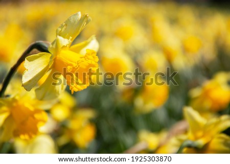 Yellow daffodils on mass with one in focus. Spring flowers often used for the celebration of Mothers Day and is a spring flowering perennial plants