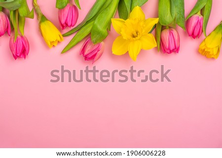 Yellow daffodils and pink tulips on pink. Happy easter or spring background