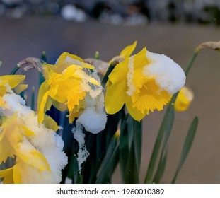 Yellow Daffodils With Snow From A Spring Snowstorm