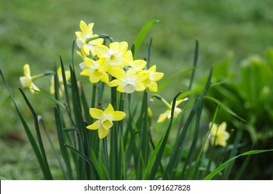 Yellow Daffodils In Spring Garden