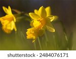 yellow daffodils in spring, daffodils in the garden, Daffodils shining in the sun 