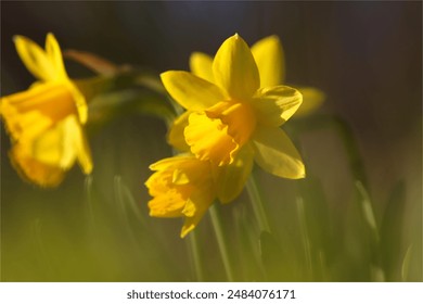 yellow daffodils in spring, daffodils in the garden, Daffodils shining in the sun  - Powered by Shutterstock