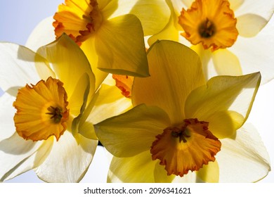 yellow daffodils in summer, yellow beautiful daffodil flowers in nature in sunlight