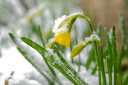 Yellow Daffodils Under The Snow .Flowers Under The Snow.First Spring Flowers. Spring Season.Beautiful Spring Nature Background 
