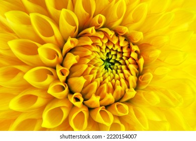 Yellow Dahlia flower close up - Powered by Shutterstock