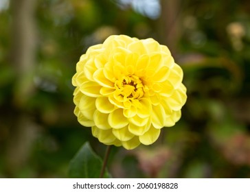 Yellow Dahlia Flower In Late Summer Autumn Cottage Garden