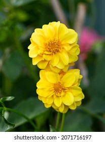 Yellow Dahlia Flower In Late Summer Autumn Cottage Garden